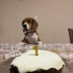 Bob Beagle - @bob.beagle_ - Instagram