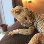 Bob - @bobbeardeddragon_ - Instagram