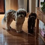 Bob Beatty - @mr.ollieandthemurph - Instagram