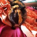 bob🐽 - @bob_beauchamp1 - Instagram