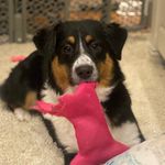 Bobbie Beaudry - @bobbiethecollie2022 - Instagram