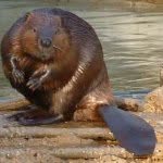 BOB THE BEAVER - @hey_im_a_beaver - Instagram