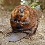 bob the beaver - @bob.the.beaver - Instagram