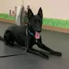 Bob Bennett - @malinoismojo - TikTok
