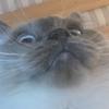 bobbillson - @boybillyson - TikTok