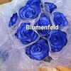 Blumen feld - @blumenfeld.226 - TikTok