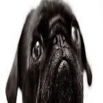 bob bobster - @alan_the_pug12325 - Instagram