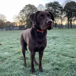Bobby, Chocolate, Bobster, Bob, Bear - @bobbythechocolatelab_ - Instagram