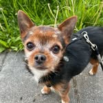 Bob - @bob_die_kleine_bohne - Instagram