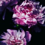 BOBI_BOLLS - @bobi_bolld - Instagram