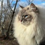 Bobbo - @bobboneva - Instagram