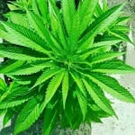 Bobbo sobatou - @bobbosobatou - Instagram