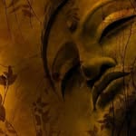 Robert Saenz - @bobboso.rs - Instagram