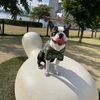 bob_0201 - @bob_boston0201 - TikTok