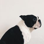 Bob - @bob.the.boston.terrier - Instagram