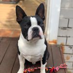 Bob - @bob_bostonterrier0222 - Instagram