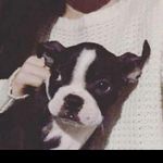 Bob - @boston._.bob - Instagram