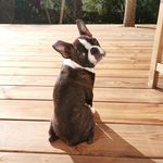🐾𝑩𝒐𝒃🐾 - @bob_magic_boston - Instagram