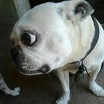 Bob The Boston - @bobtheboston420 - Instagram