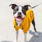 Bob Wiley the Boston - @wutaboutbob_the_boston - Instagram