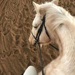 Taylor D - @bob.boston.eq - Instagram