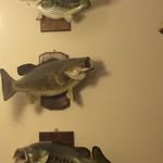 Bob Boyles - @kywildcats4 - Instagram
