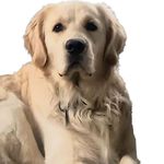 Rob Brammer - @robbrammer39 - Instagram