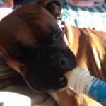 Brier Bob Is Awesome - @brierbob321 - Instagram