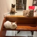 @bob_britt_beer_cats_ - Instagram