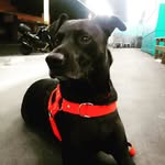 bob.dog - @bob.britto - Instagram
