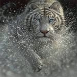 Bob Brodersen - @brodersenbob - Instagram