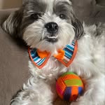 Bob Brown - @bobbrown_shihtzu - Instagram