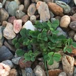 Bob Bryson Hall II - @silkroadtrader - Instagram