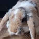 @bob_bunny_you_so_funny - Instagram