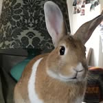 Bob The Bunner - @bobthebunner - Instagram
