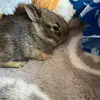 bobthebobobunny - @miaet67 - TikTok