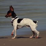 Bob Burnquist - @instadog_bobburnquist - Instagram