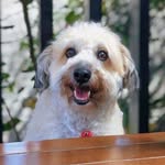 bob burnquist - @dog.bob.burnquist - Instagram