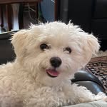 Bobbie Dylan Burnside Marshall - @bobbiedylanmaltese - Instagram