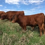 Bob Busch - @northprairielivestockcompany - Instagram