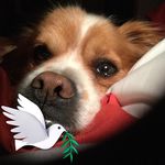 Bob Calderone - @bobcalderone1 - Instagram