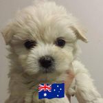 Bob Cameron - @bobbywabbit - Instagram