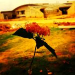 Komla Ray - @sachin_bobcare - Instagram
