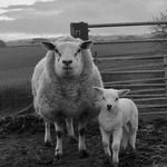 Bob Carruth - @farmerfatbob - Instagram