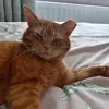 Bob  cat. 😻 - @caz89578 - TikTok