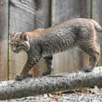 Bob Cat - Facebook