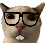 Bob Cat - Facebook