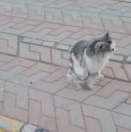 Bob Cat - Facebook