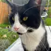 Bob the cat - @bobskithecat - TikTok