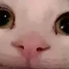 Bob cena - @bob_cena4 - TikTok